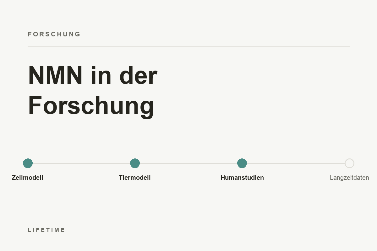 NMN in der Forschung: Stationen von Zellmodell und Tiermodell zu Humanstudien, Langzeitdaten offen