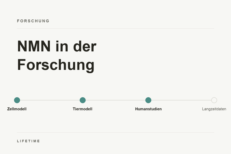 NMN in der Forschung: Stationen von Zellmodell und Tiermodell zu Humanstudien, Langzeitdaten offen