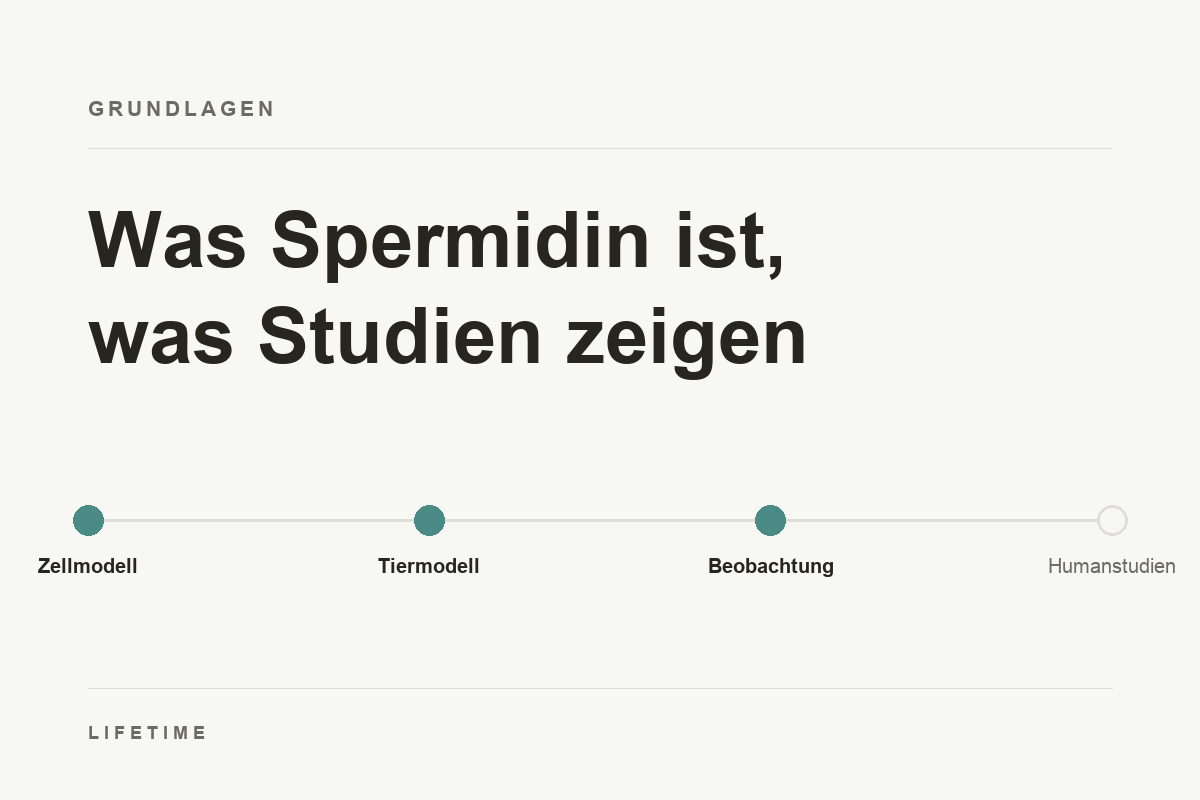 Titelbild des Beitrags: Was Spermidin ist, was Studien zeigen. Stufen von Zellmodell über Tiermodell und Beobachtung bis Humanstudien.
