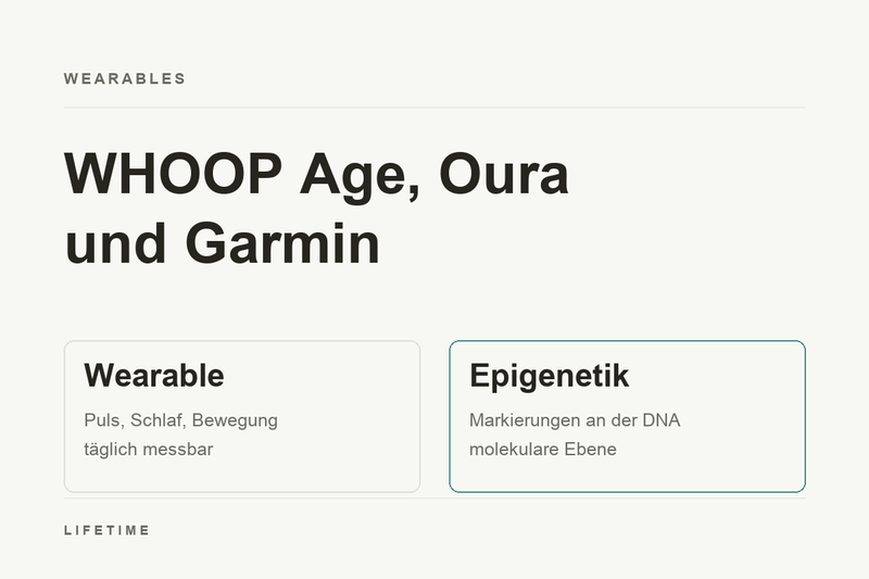 Titelbild: WHOOP Age, Oura und Garmin. Gegenüberstellung von Wearable-Daten aus Puls, Schlaf und Bewegung und der epigenetischen Ebene mit Markierungen an der DNA.
