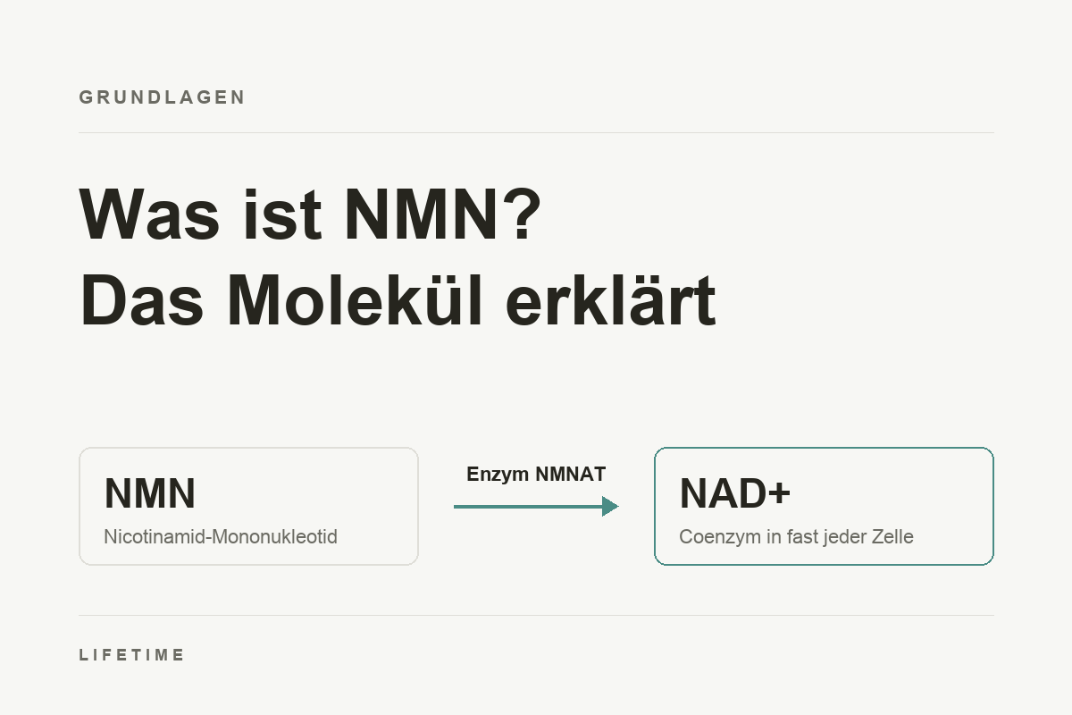 Was ist NMN? Das Molekül erklärt: NMN wird durch das Enzym NMNAT zu NAD⁺, einem Coenzym in fast jeder Zelle.