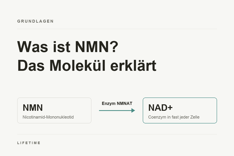 Was ist NMN? Das Molekül erklärt: NMN wird durch das Enzym NMNAT zu NAD⁺, einem Coenzym in fast jeder Zelle.