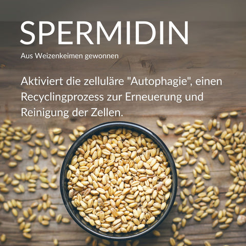 Spermidin Kapseln