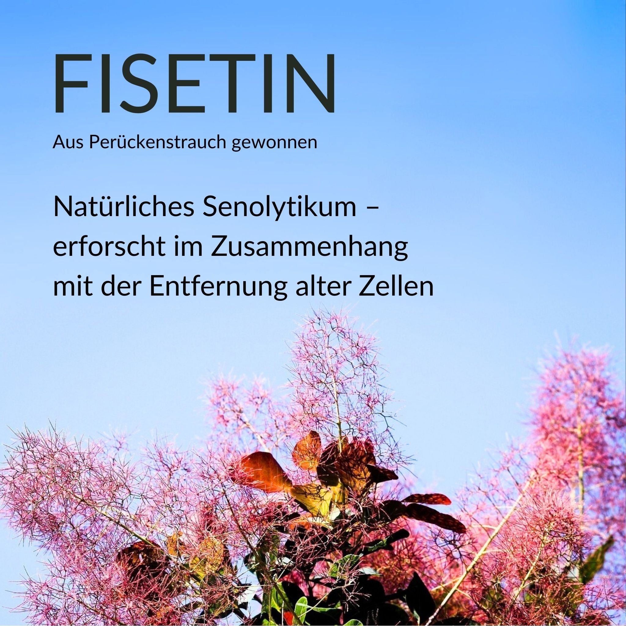 Fisetin Kapseln