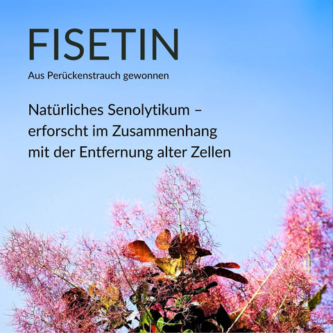 Fisetin Kapseln
