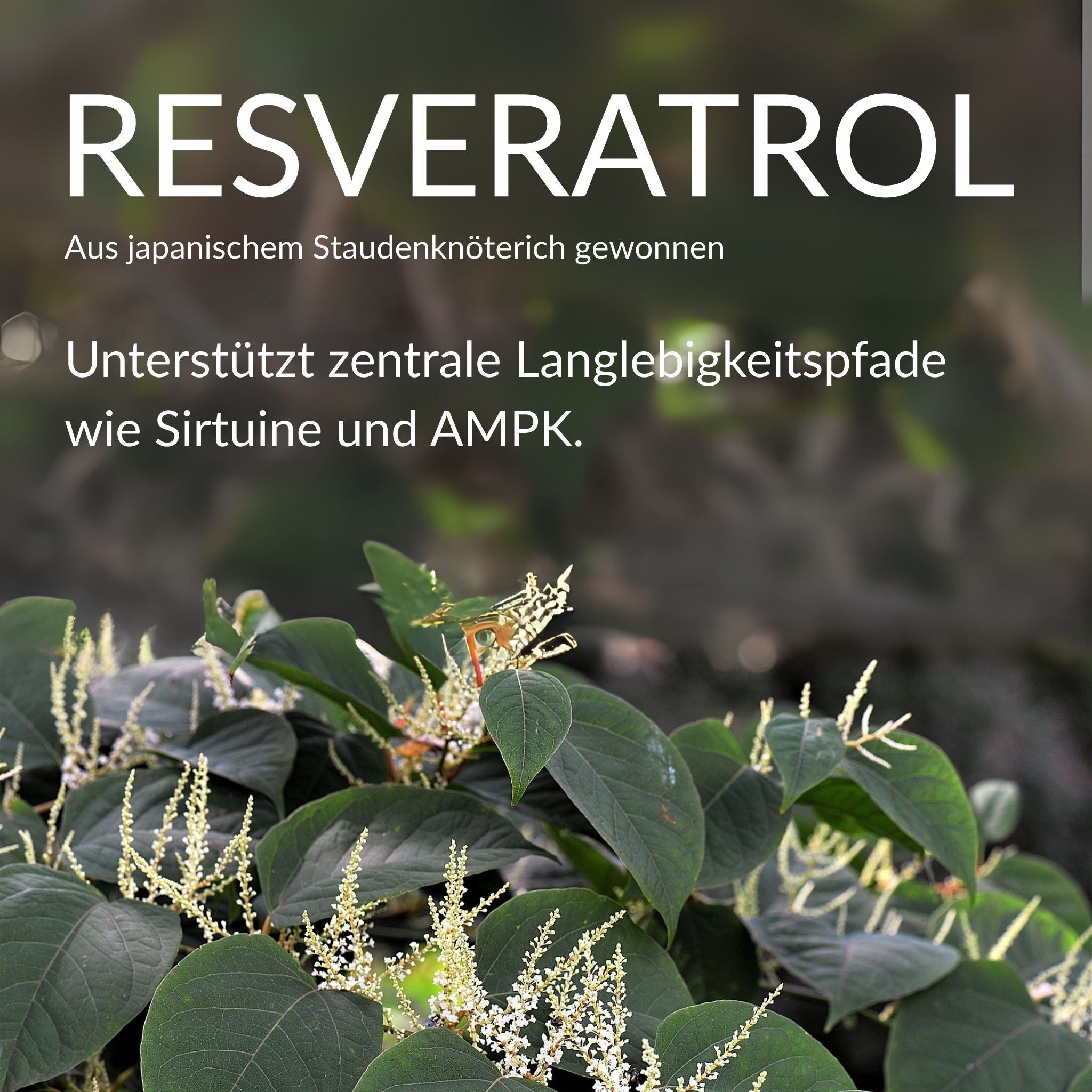 Trans-Resveratrol Kapseln