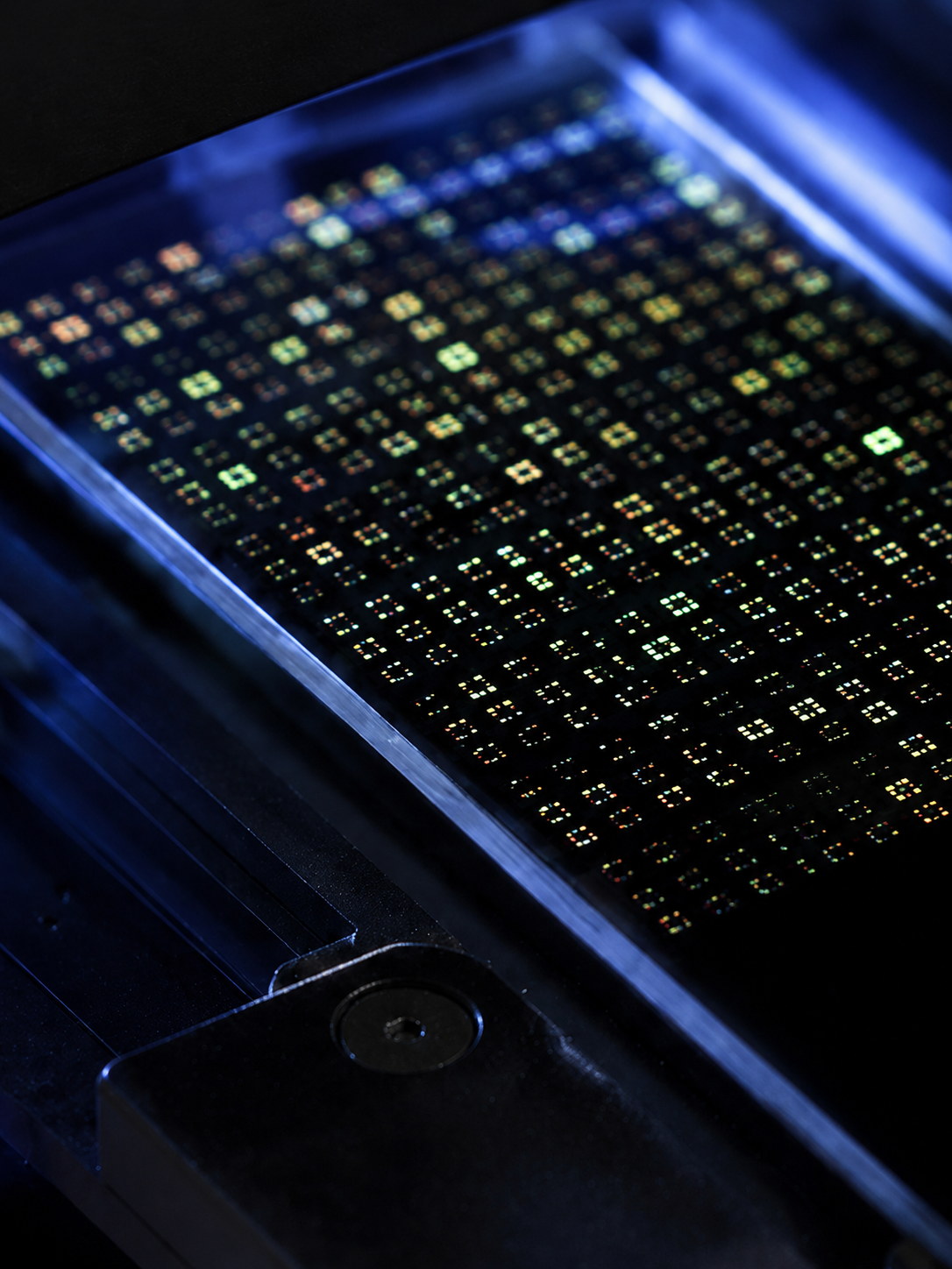 Microarray-Chip unter blauem Licht, dicht besetzt mit farbig leuchtenden Messpunkten
